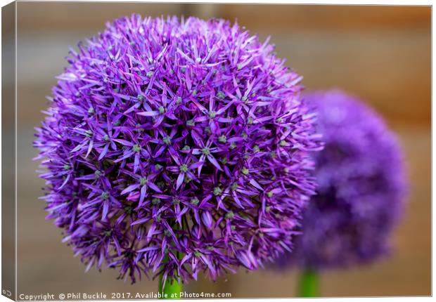 Alliums Canvas Print by Phil Buckle
