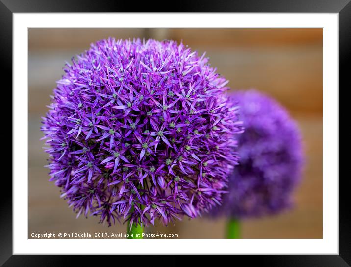 Alliums Framed Mounted Print by Phil Buckle