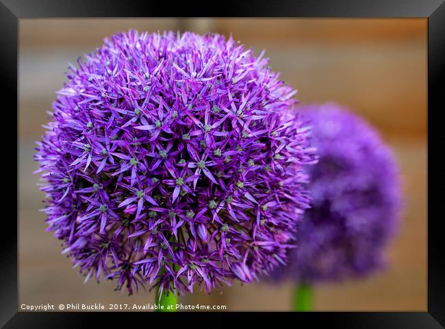 Alliums Framed Print by Phil Buckle
