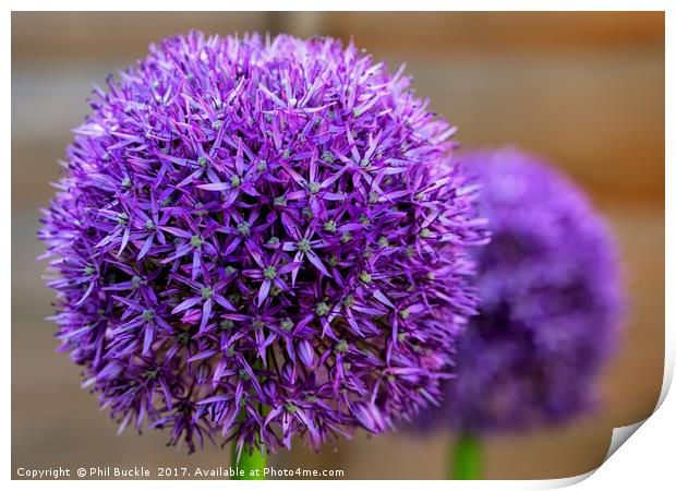 Alliums Print by Phil Buckle