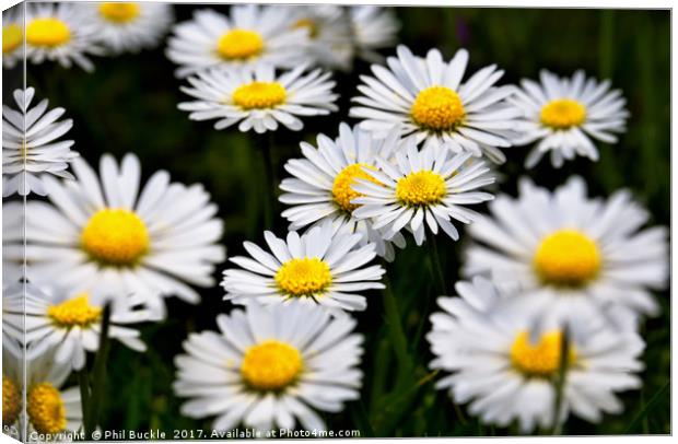 Wild Daisies Canvas Print by Phil Buckle