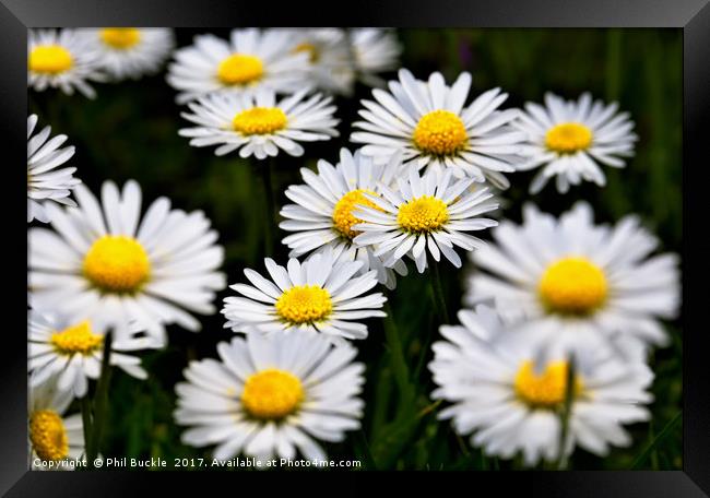 Wild Daisies Framed Print by Phil Buckle