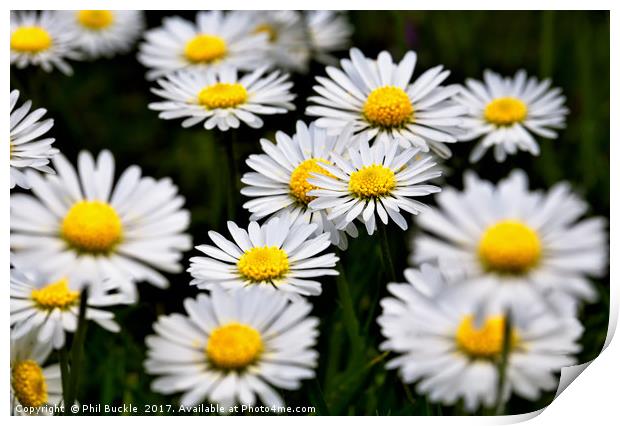Wild Daisies Print by Phil Buckle