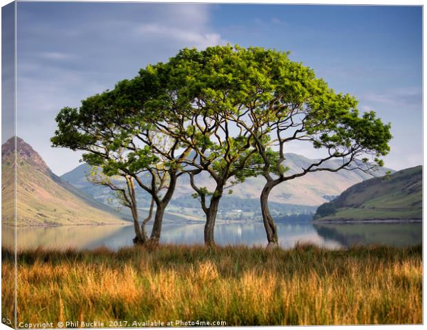 Crummock Water Copse Canvas Print by Phil Buckle