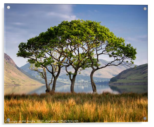 Crummock Water Copse Acrylic by Phil Buckle