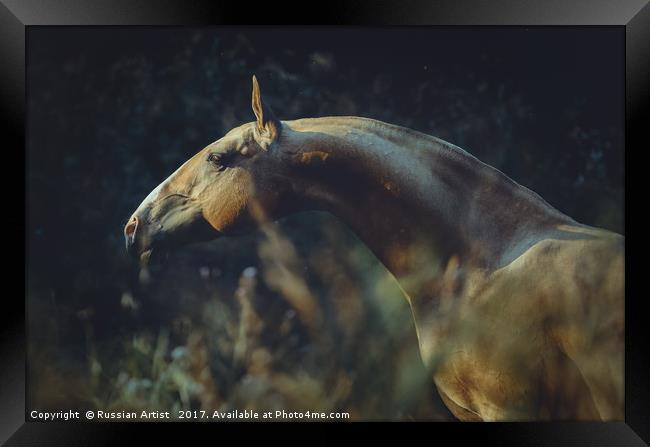 Portrait of Akhalteke Horse Framed Print by Russian Artist 