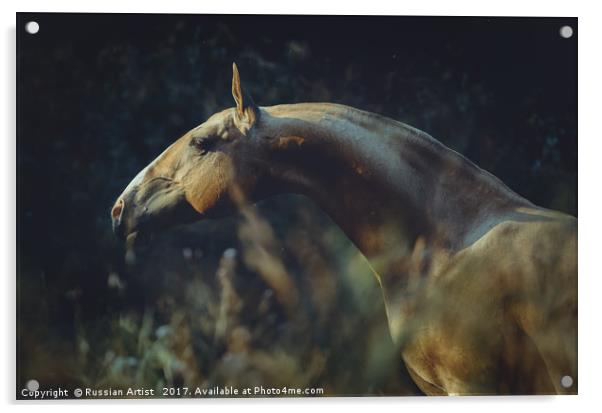 Portrait of Akhalteke Horse Acrylic by Russian Artist 