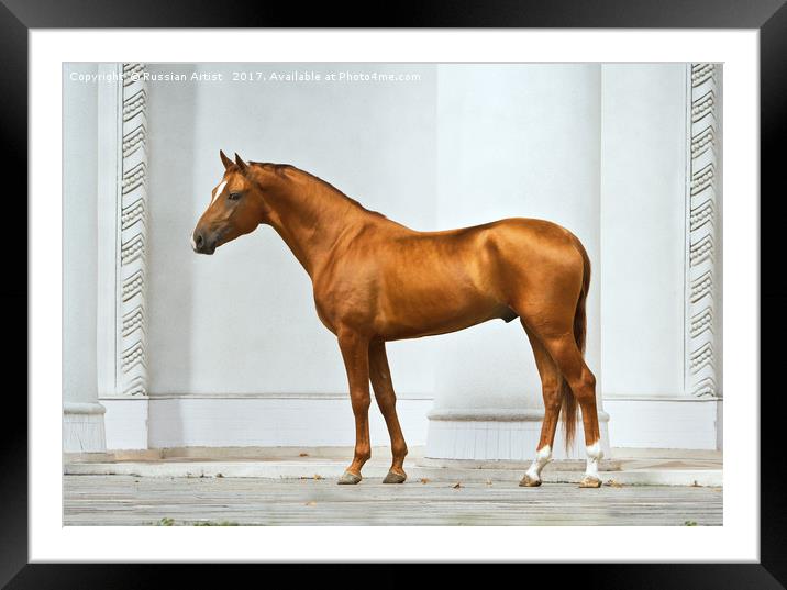 Golden Horse Framed Mounted Print by Russian Artist 