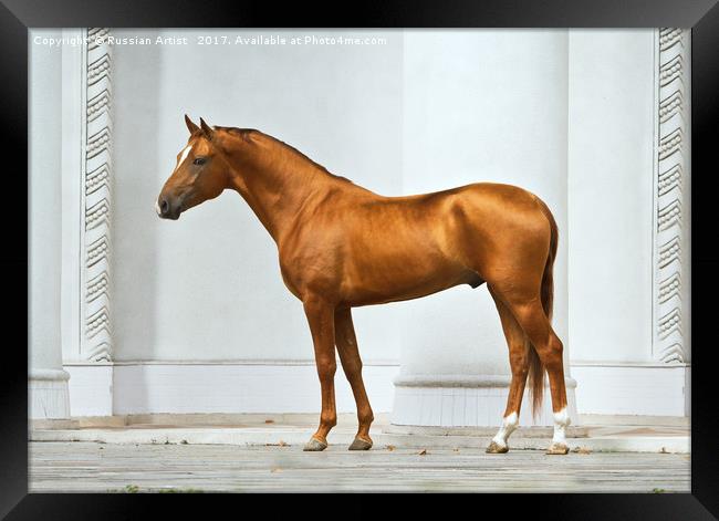Golden Horse Framed Print by Russian Artist 