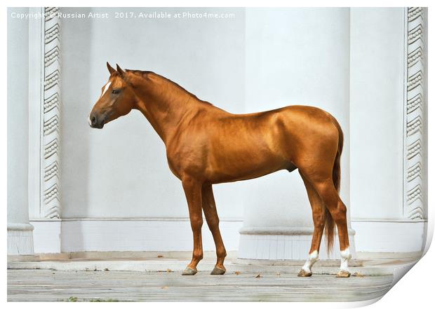 Golden Horse Print by Russian Artist 