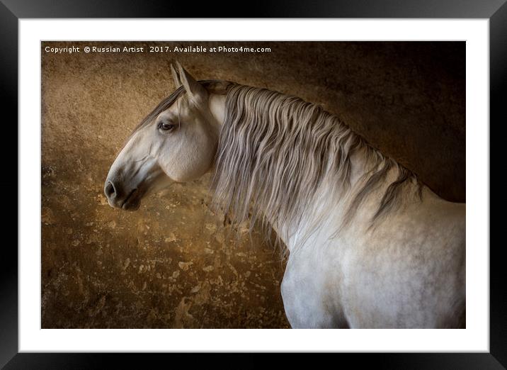 Lusitano Portrait Framed Mounted Print by Russian Artist 
