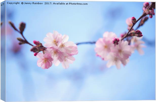 Beautiful bloom of sakura Canvas Print by Jenny Rainbow