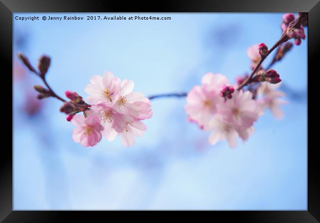 Beautiful bloom of sakura Framed Print by Jenny Rainbow
