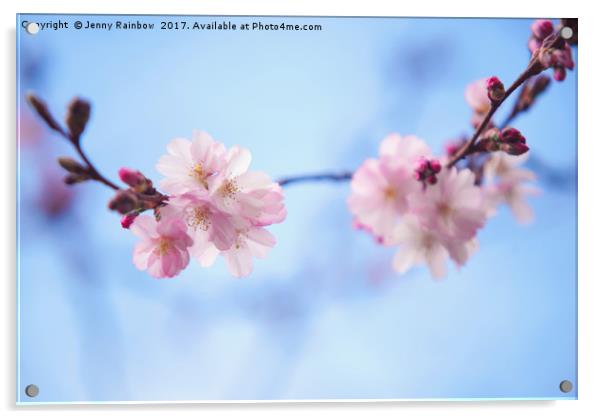 Beautiful bloom of sakura Acrylic by Jenny Rainbow
