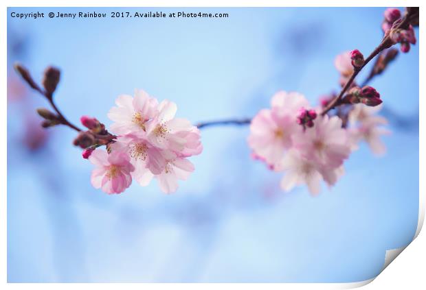Beautiful bloom of sakura Print by Jenny Rainbow
