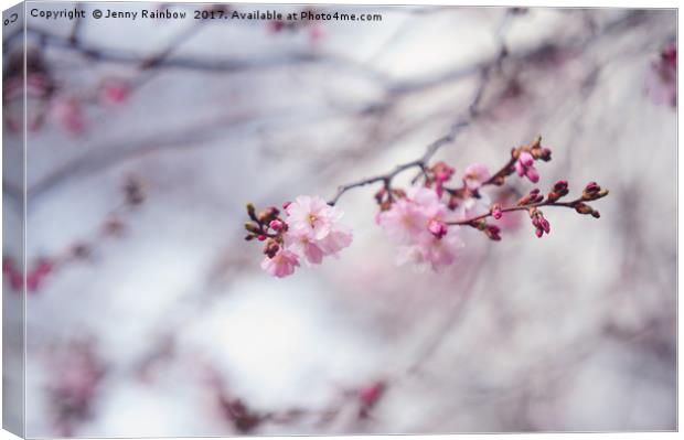 Branch of blooming sakura Canvas Print by Jenny Rainbow