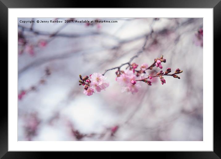 Branch of blooming sakura Framed Mounted Print by Jenny Rainbow