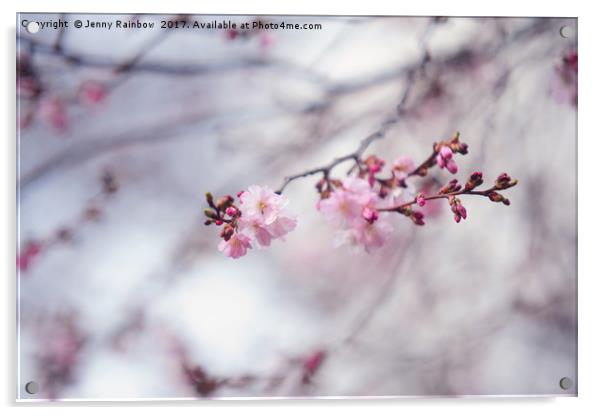 Branch of blooming sakura Acrylic by Jenny Rainbow