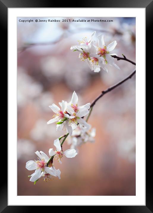 Branch of blooming plum tree Framed Mounted Print by Jenny Rainbow