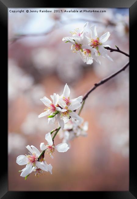 Branch of blooming plum tree Framed Print by Jenny Rainbow