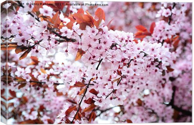 Branches of full blooming cherry tree Canvas Print by Jenny Rainbow