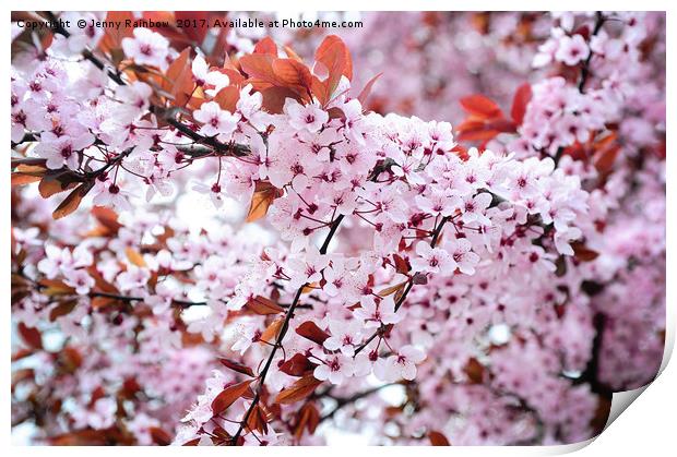 Branches of full blooming cherry tree Print by Jenny Rainbow