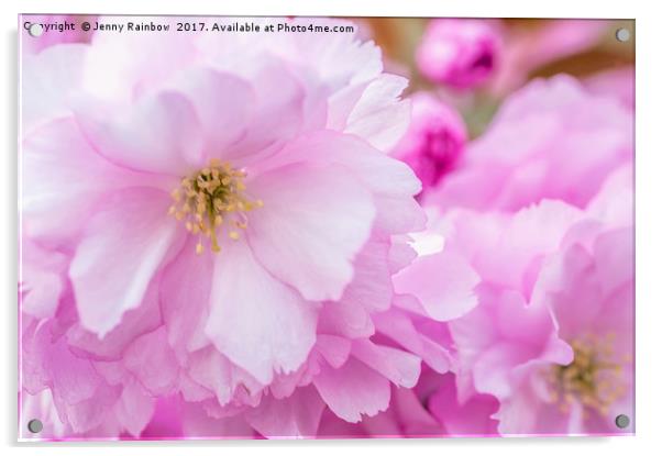 Close up of Kwanzan Cherry flowers Acrylic by Jenny Rainbow