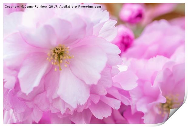 Close up of Kwanzan Cherry flowers Print by Jenny Rainbow
