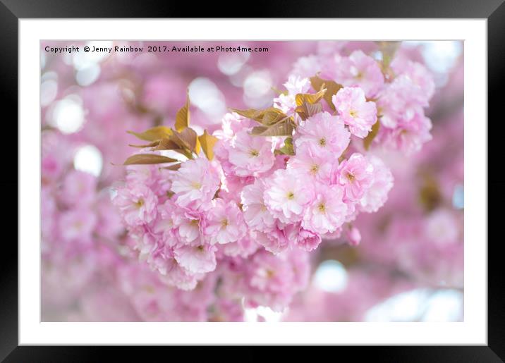 Kwanzan Cherry tree blooming branch Framed Mounted Print by Jenny Rainbow