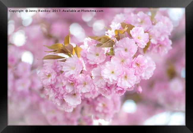 Kwanzan Cherry tree blooming branch Framed Print by Jenny Rainbow