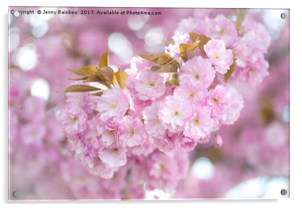 Kwanzan Cherry tree blooming branch Acrylic by Jenny Rainbow