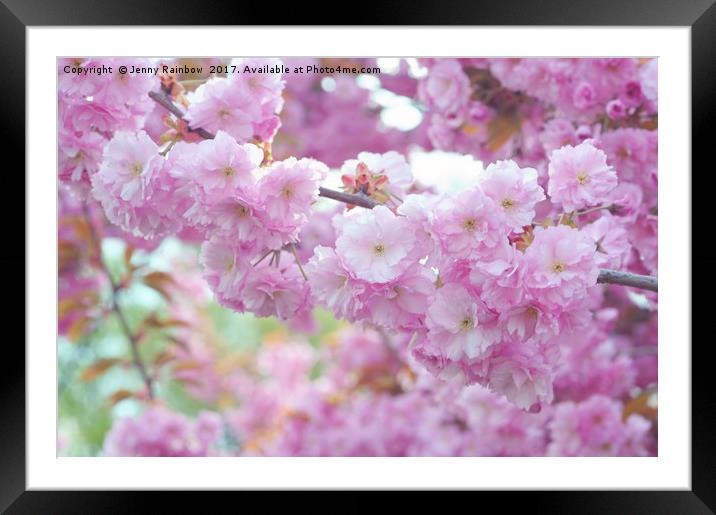 Blooming branch of Kwanzan Cherry tree  Framed Mounted Print by Jenny Rainbow