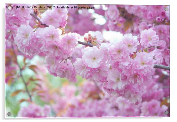 Blooming branch of Kwanzan Cherry tree  Acrylic by Jenny Rainbow