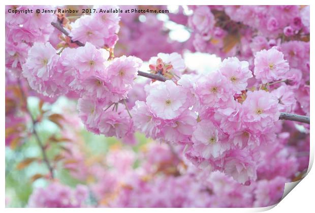 Blooming branch of Kwanzan Cherry tree  Print by Jenny Rainbow