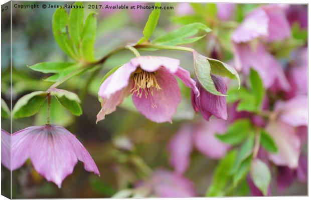 Pink Hellebore Flowers                             Canvas Print by Jenny Rainbow