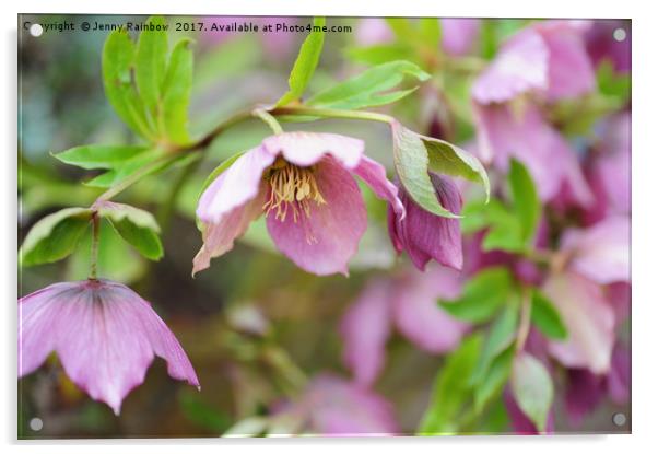 Pink Hellebore Flowers                             Acrylic by Jenny Rainbow