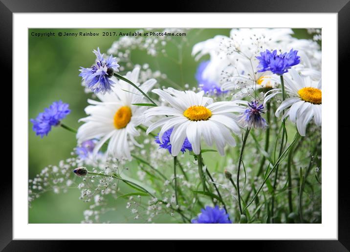 Daisies and Cornflowers                            Framed Mounted Print by Jenny Rainbow