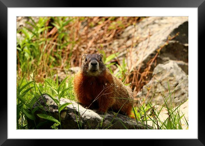 Curios Marmot Framed Mounted Print by Christiane Schulze