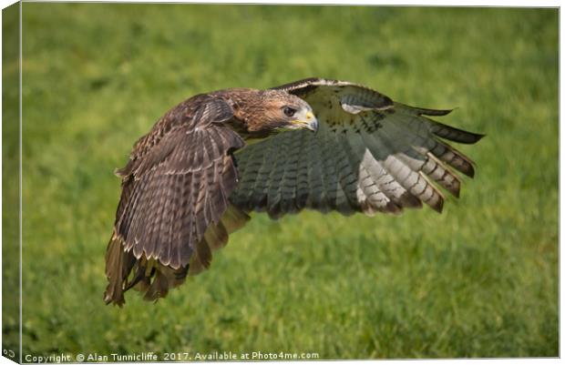 Red tailed hawk Canvas Print by Alan Tunnicliffe