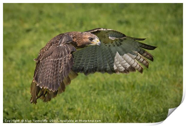Red tailed hawk Print by Alan Tunnicliffe