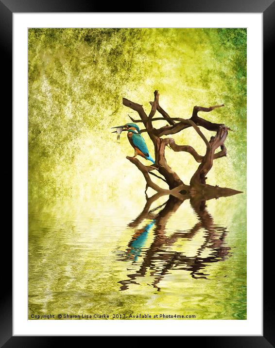 Kingfishers Supper Framed Mounted Print by Sharon Lisa Clarke