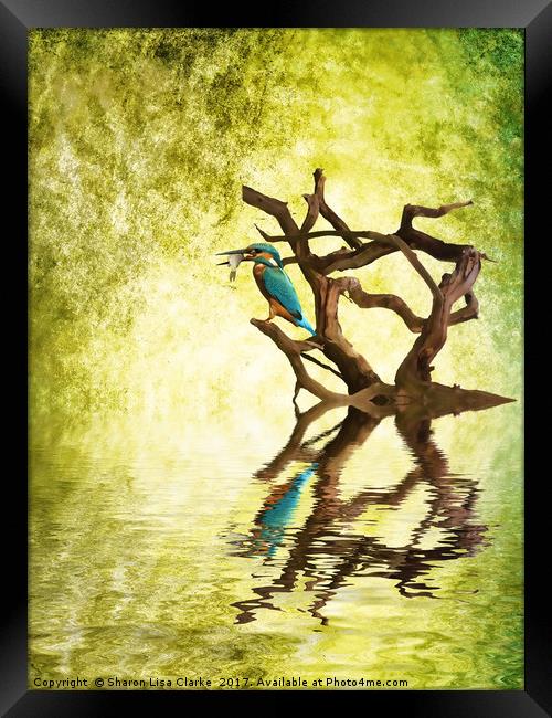 Kingfishers Supper Framed Print by Sharon Lisa Clarke