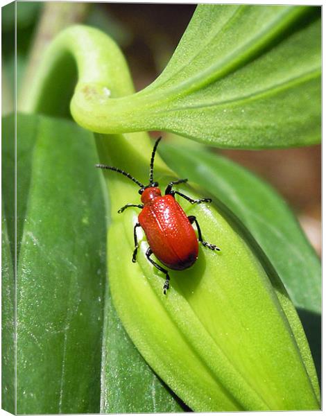red lily bug Canvas Print by Heather Newton
