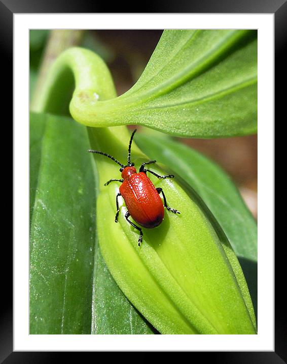 red lily bug Framed Mounted Print by Heather Newton