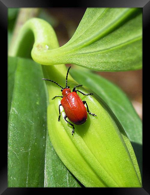red lily bug Framed Print by Heather Newton