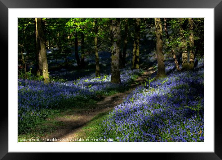Fishgarths Wood Bluebells Framed Mounted Print by Phil Buckle