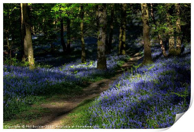 Fishgarths Wood Bluebells Print by Phil Buckle