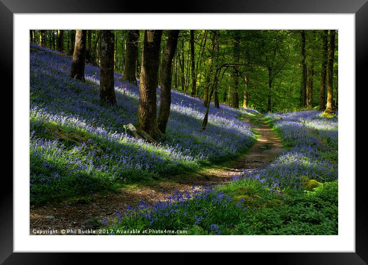 Pathway through the Bluebells Framed Mounted Print by Phil Buckle