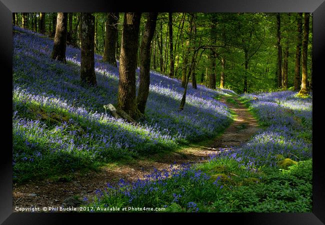 Pathway through the Bluebells Framed Print by Phil Buckle