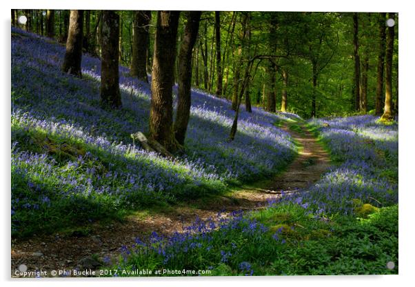 Pathway through the Bluebells Acrylic by Phil Buckle